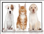 Maine Coon, Jack Russell Terrier, Pies, Kot, Labrador Retriever